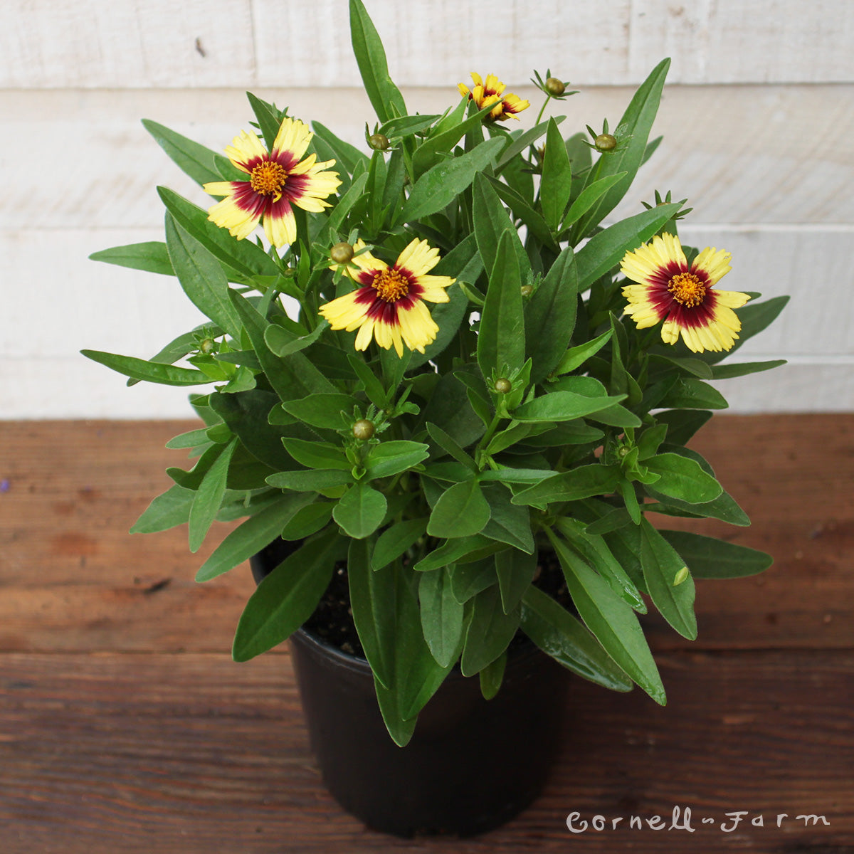 Coreopsis Uptick Yellow Red 1gal