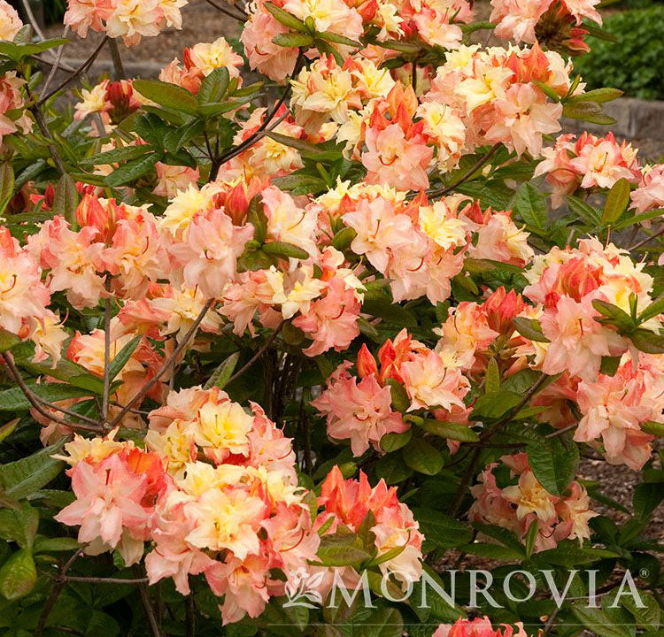 Exeter Azalea Azalea Exbury Cannon's Double 3gal Deciduous Azalea – Cornell Farm