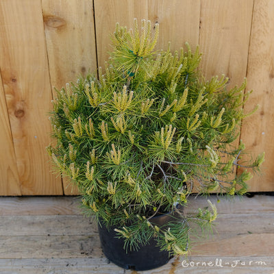 Pinus sylvestris Trollguld 3gal