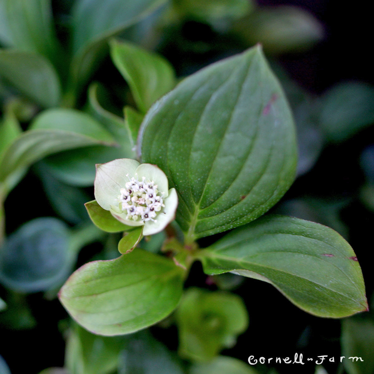 Cornus canadensis Bunchberry 4in