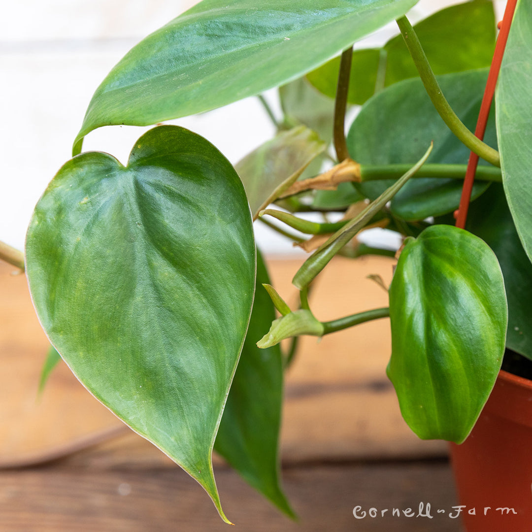 Philodendron hederaceum 6in Heart Leaf – Cornell Farm