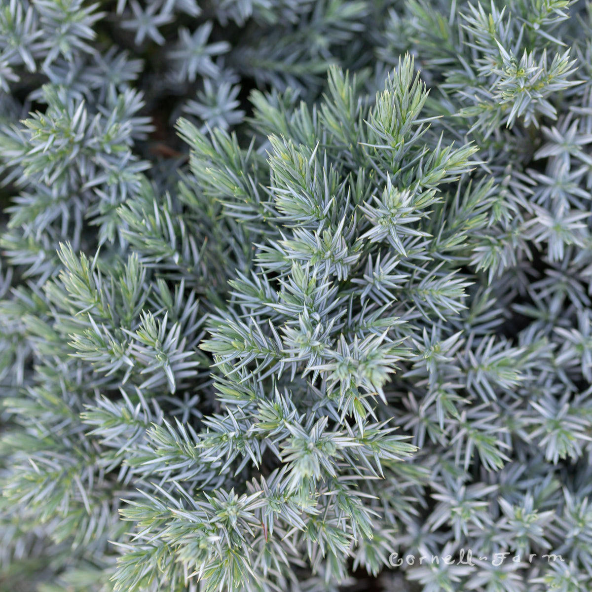 Juniperus s. Blue Star 1gal Single Seed Juniper