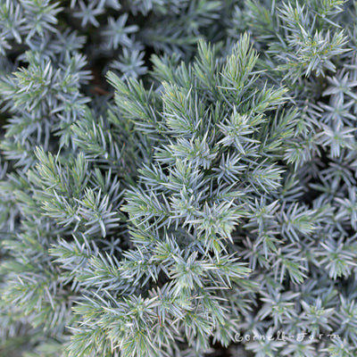 Juniperus s. Blue Star 2gal Single Seed Juniper