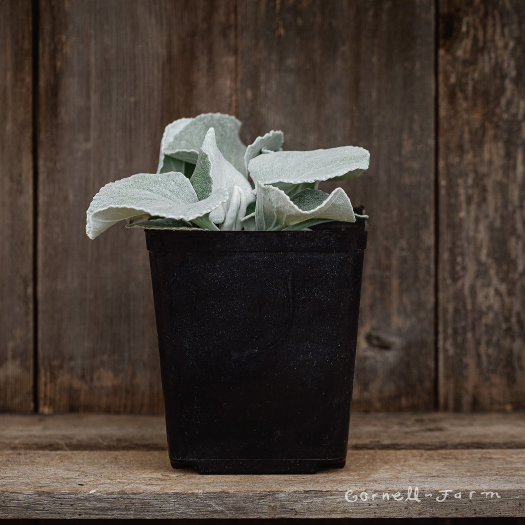 Senecio candicans Angel Wings 1gal – Cornell Farm
