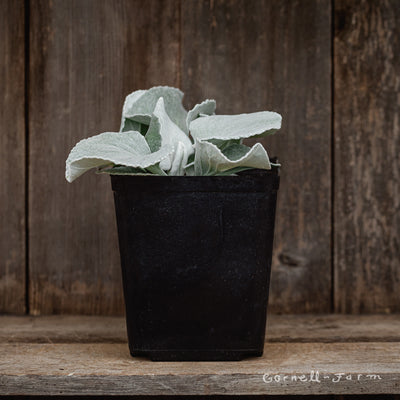 Senecio candicans Angel Wings 1gal