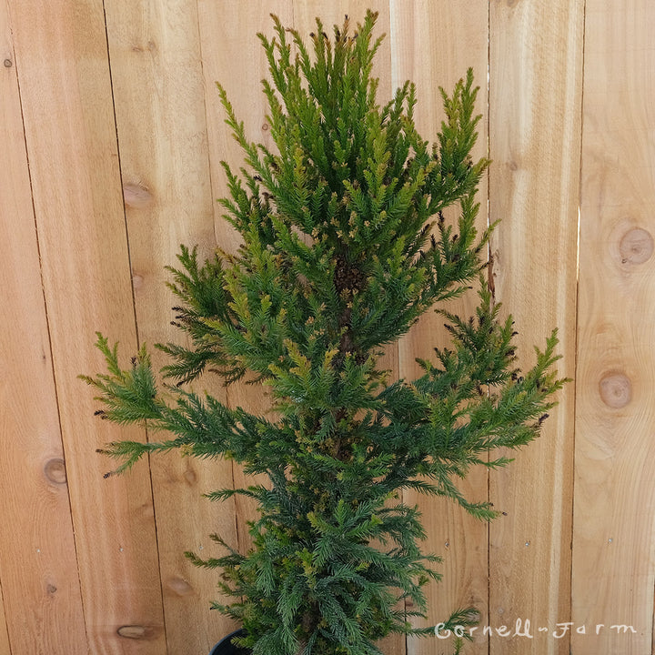 Cryptomeria j. Black Dragon 3gal – Cornell Farm