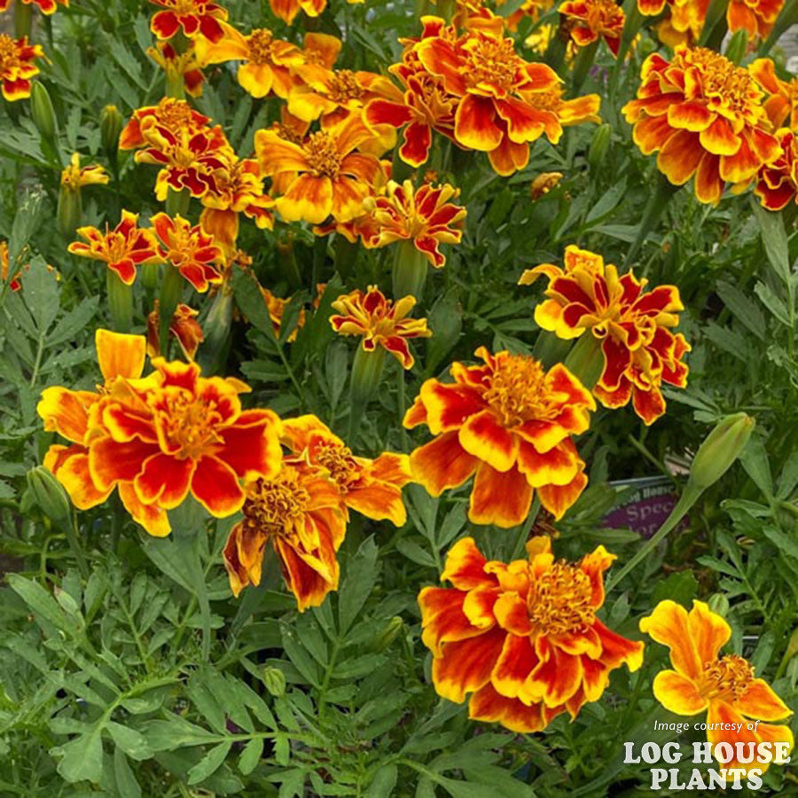 Tagetes p. Colossus Red Gold Bicolor 4in French Marigold