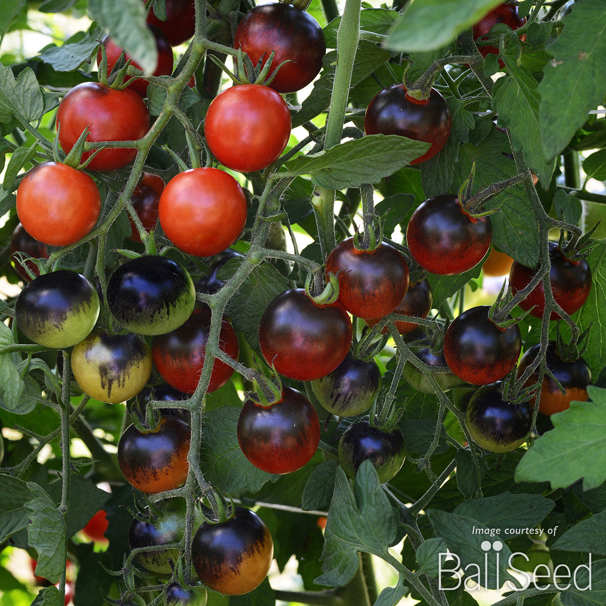 Tomato Grafted Double Midnight Snack + Sungold Qrt