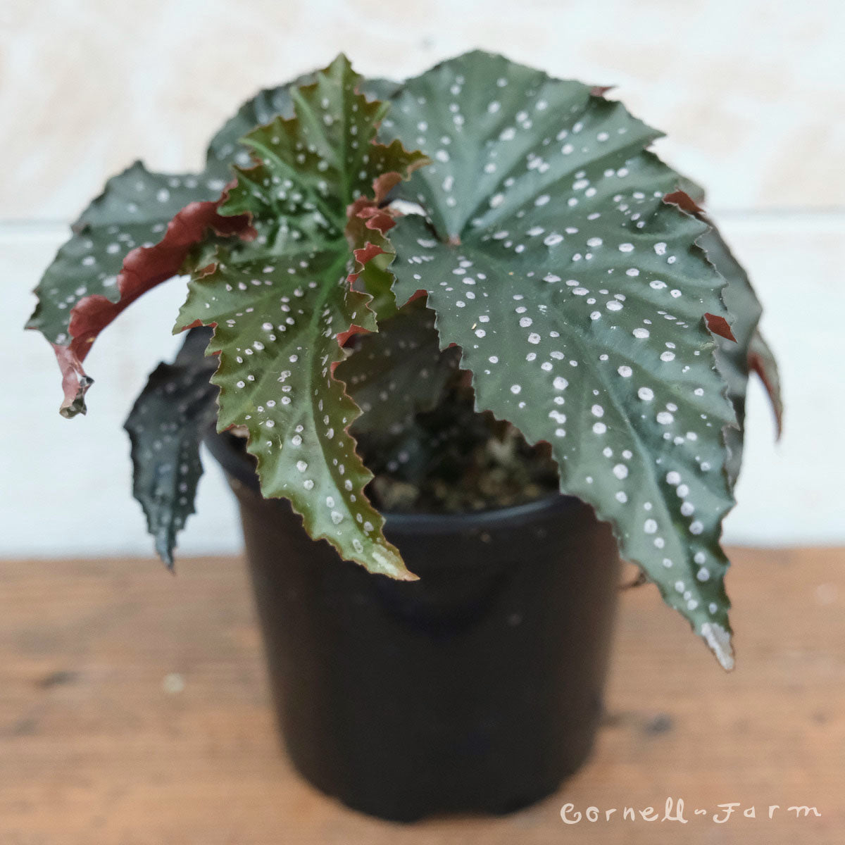 Begonia fibrous 4in Fannie Moser