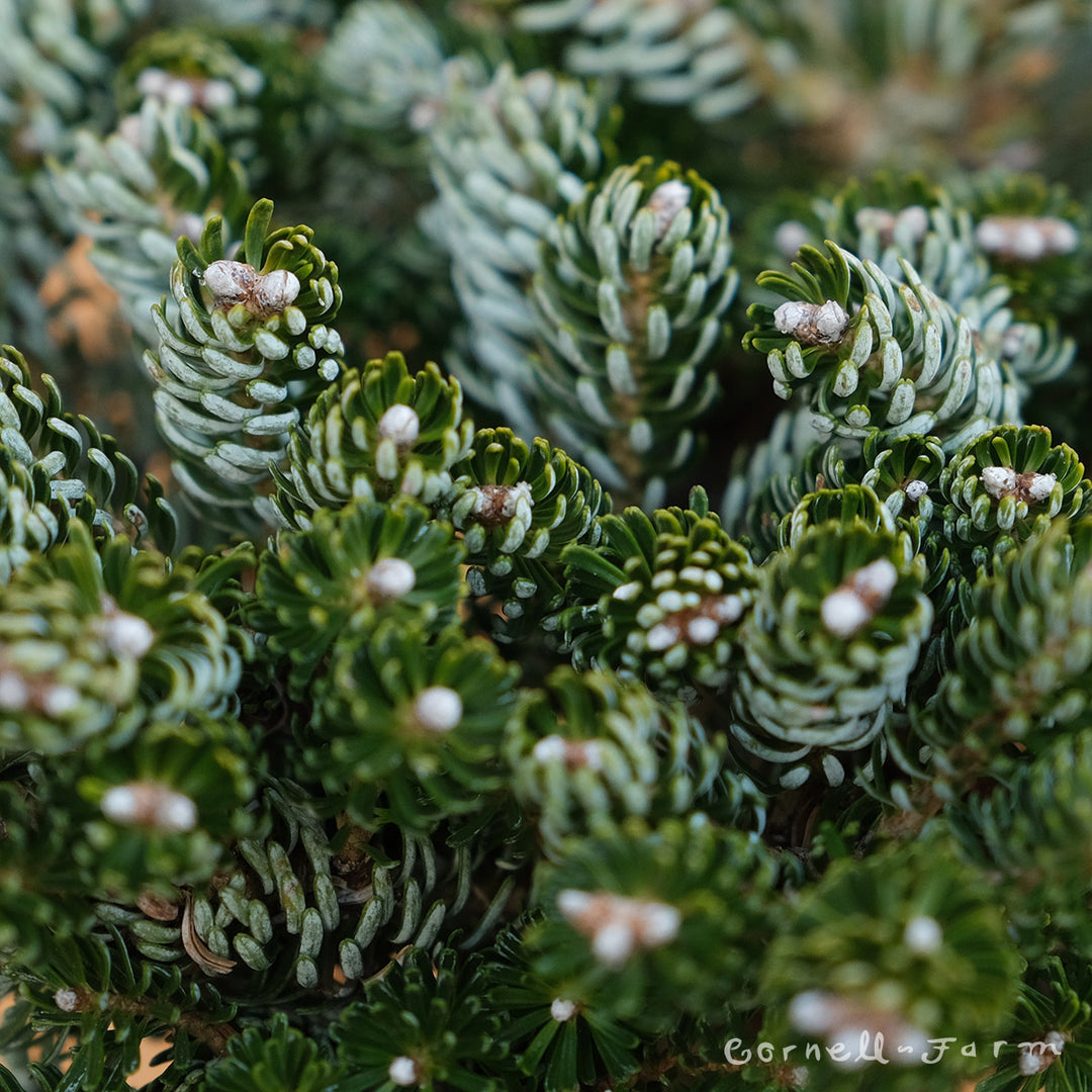 starkers 月刊ハードロックマガジン炎 1997年10月号イングヴェイ・マルムスティーン特集 - メルカリ