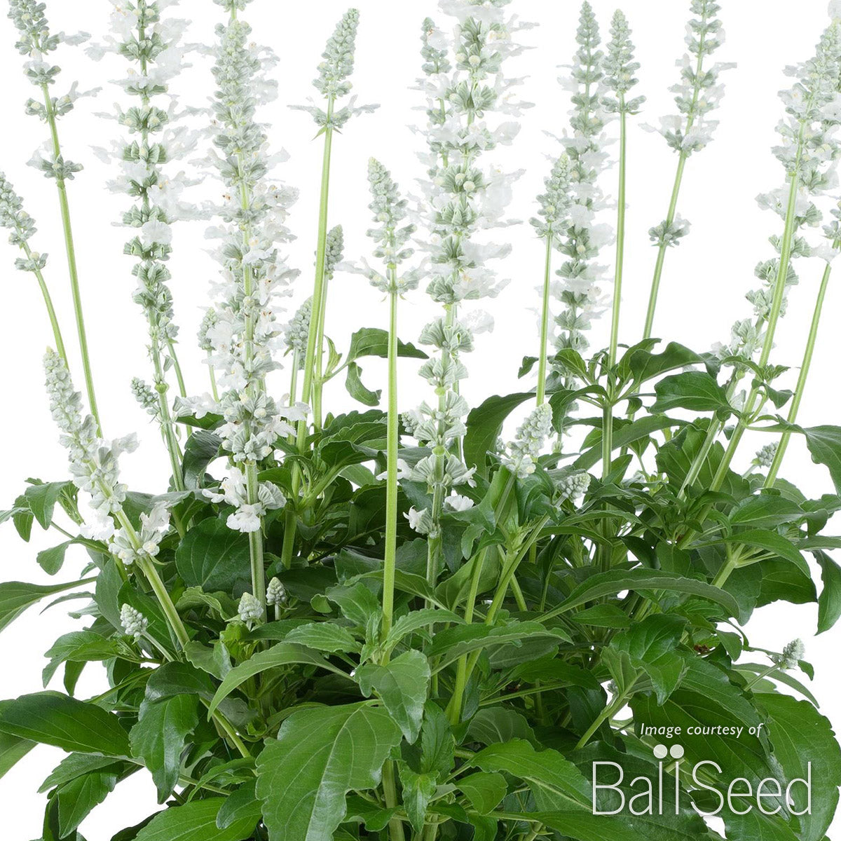 Salvia Sallyfun Pure White 1gal CF