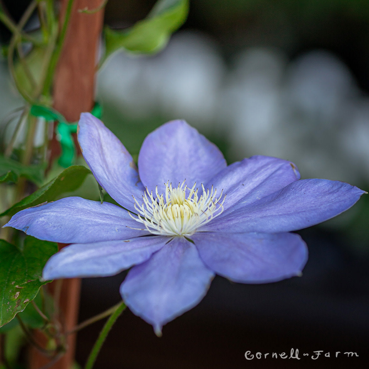 Clematis H.F. Young 1gal