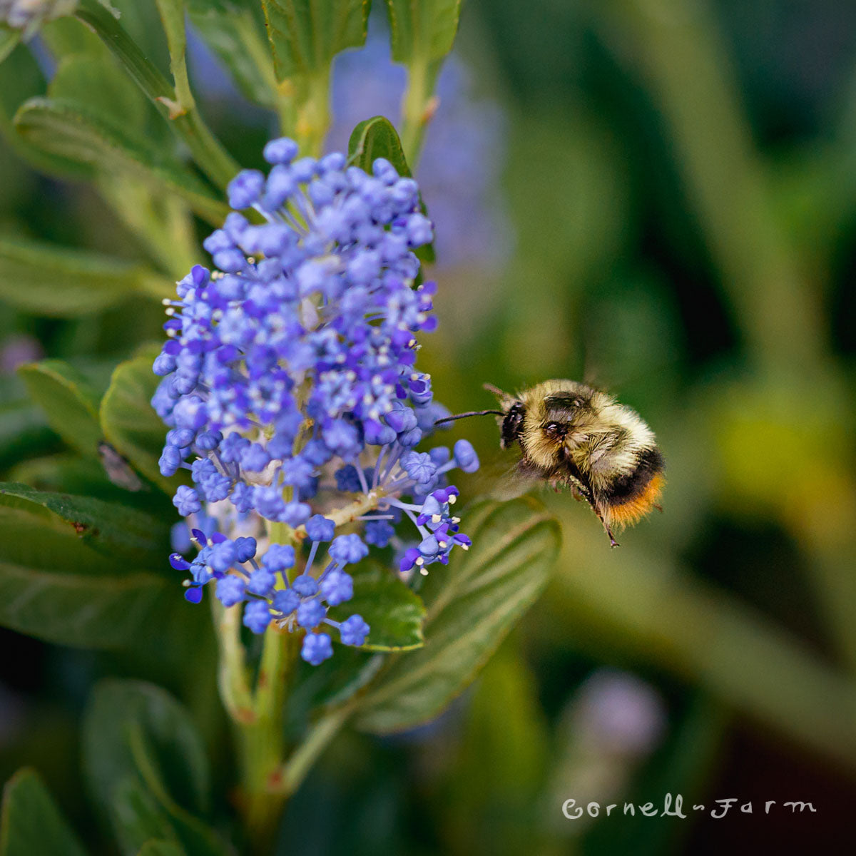 Ceanothus t. Skylark 1gal California Lilac