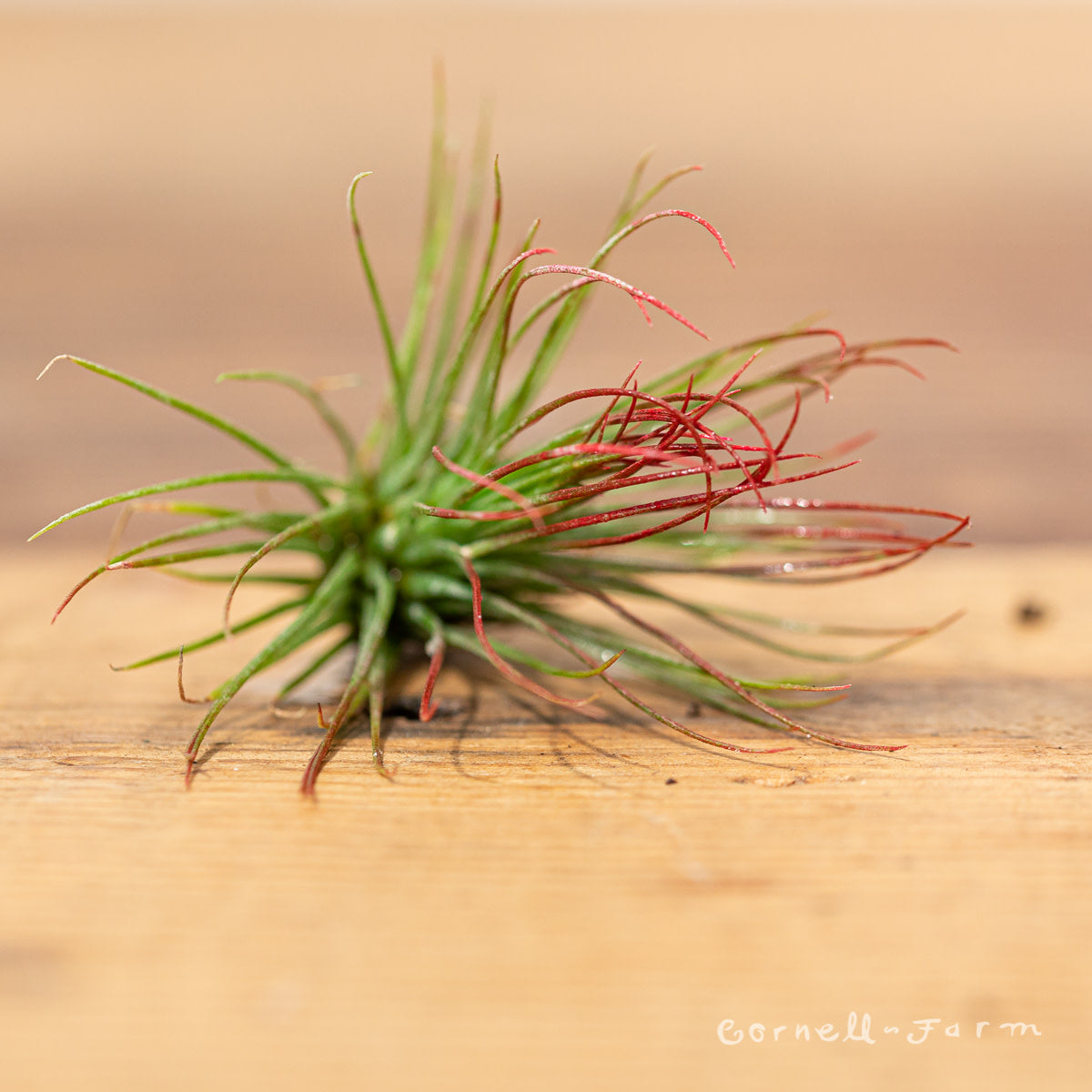 Tillandsia Andreana 2-3in enhanced