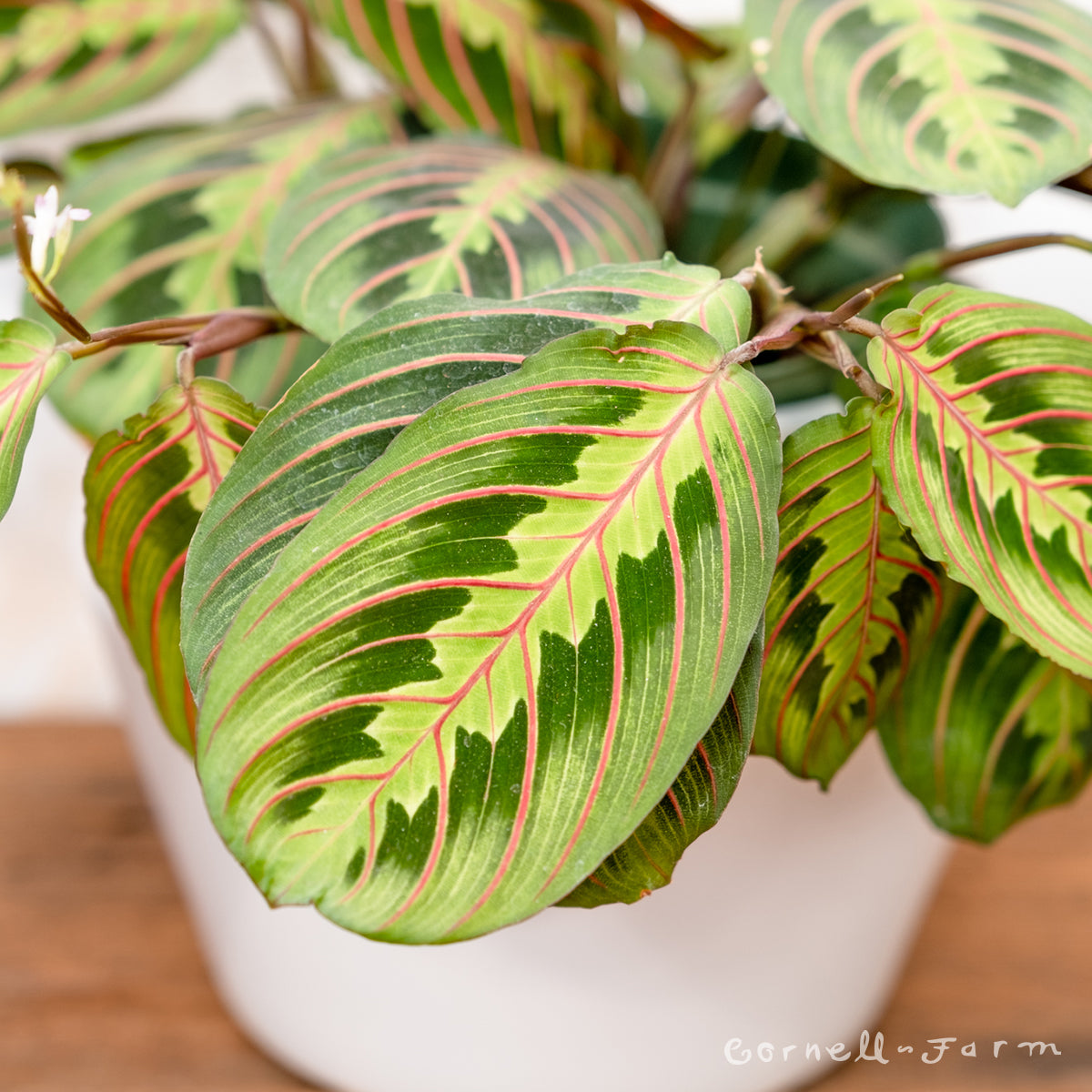 red prayer plant at night Maranta le. erythroneura 6in Red Nerve Prayer Plant – Cornell Farm