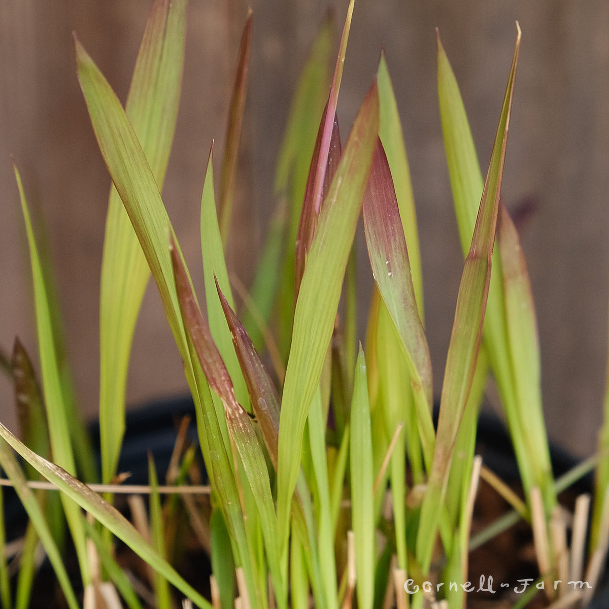 Imperata cylindrica Red Baron 1 gal Japanese Blood Grass