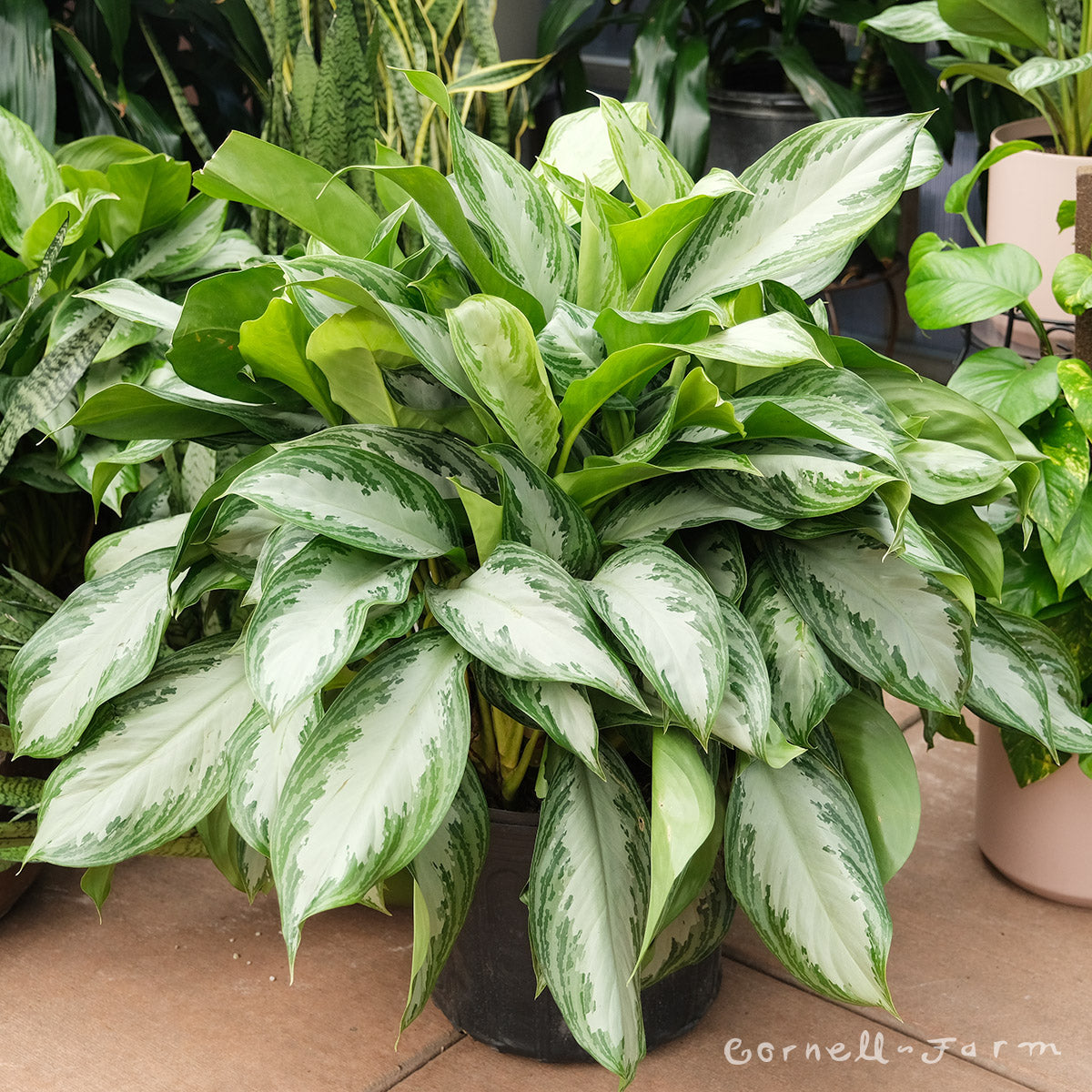 aglaonema silver king price Aglaonema 14in Silver Bay – Cornell Farm