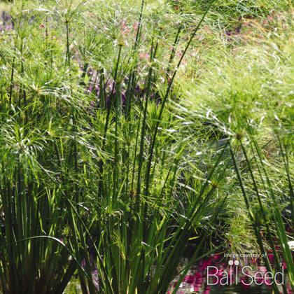 Cyperus papyrus King Tut 2gal