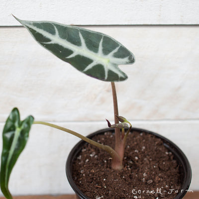 Alocasia 4in Bambino