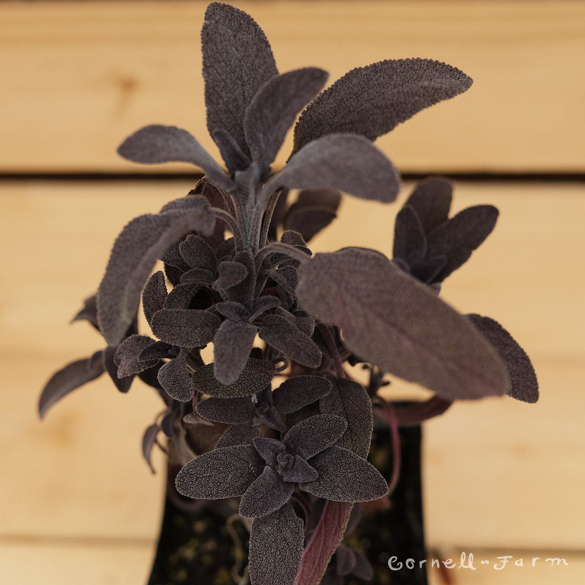 Sage Purple 4in Salvia