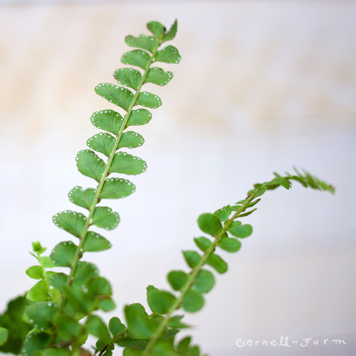 Nephrolepis cordifolia 4in Lemon Button Fern