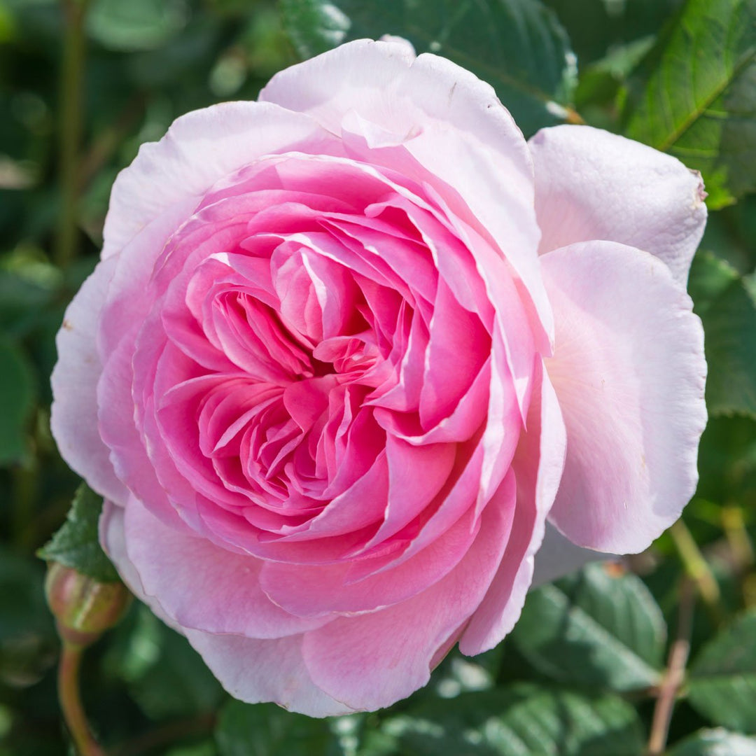Rose The Ancient Mariner 5gal David Austin Rose – Cornell Farm