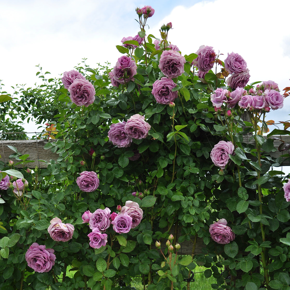 Arborose Roses Rose Arborose Quicksilver 5gal Climber – Cornell Farm