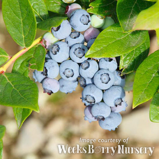 Blueberry Toro 3gal Vaccinium