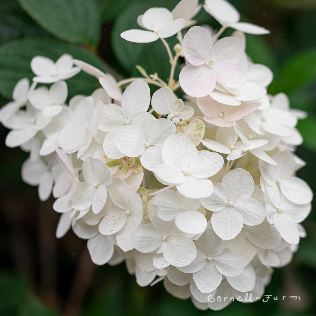 86bff0fe617efc1ddfbd0993826d29