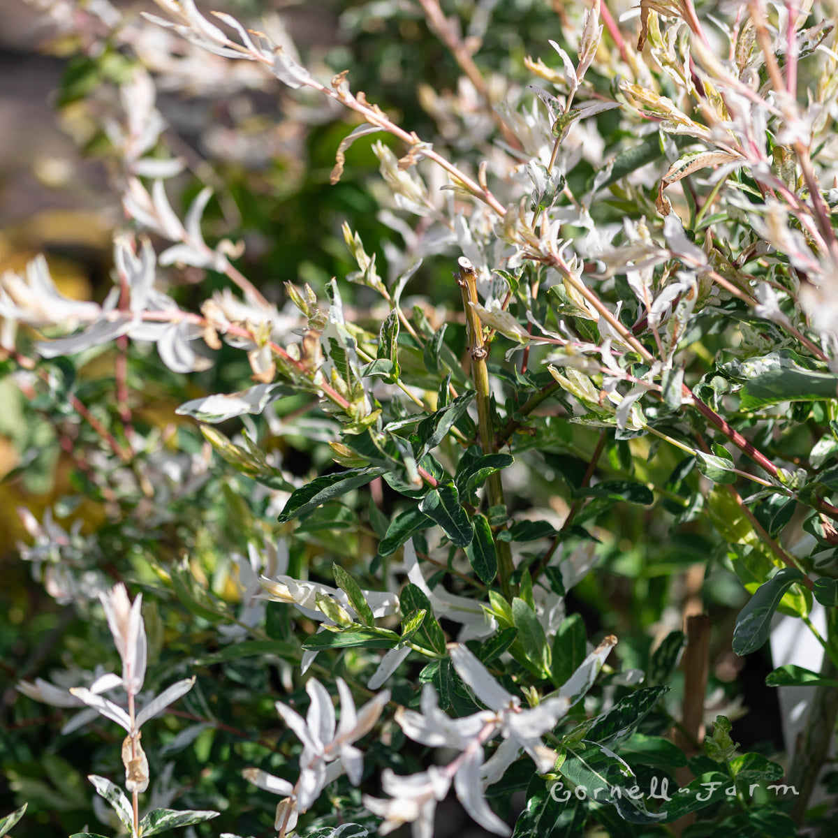 Salix i. Hakuro Nishiki 5gal Dappled Willow