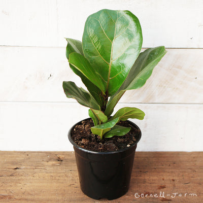 Ficus lyrata 4in Bambino