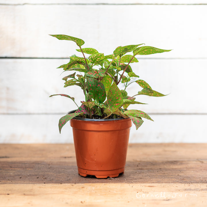 hypoestes indoor plant Hypoestes phyllostachya 4in Red Splash Polka Dot Plant – Cornell Farm