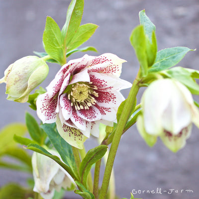 Helleborus Painted Doubles WJ 1gal Winter Jewels