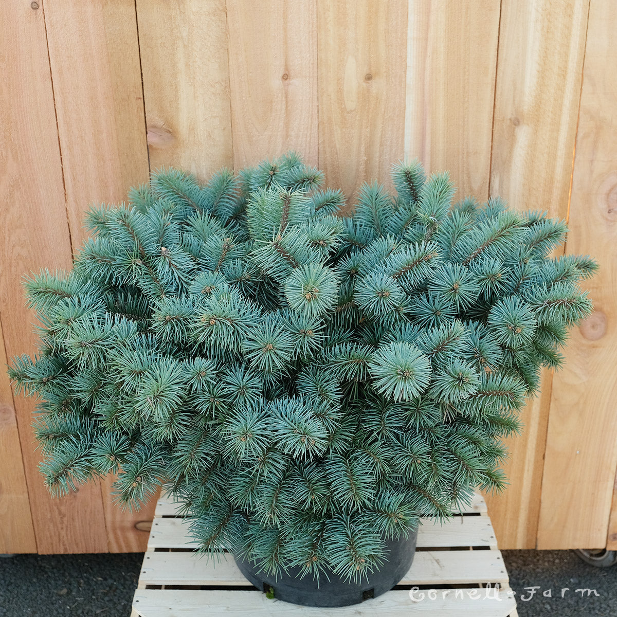 Picea p. Christina 6gal Blue Spruce