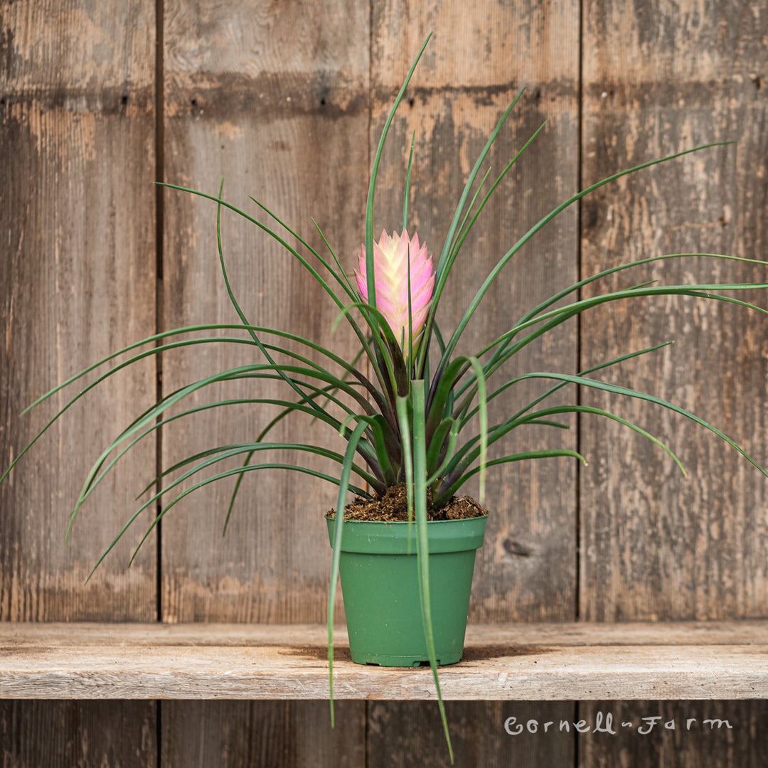 pink quill air plant Tillandsia cyanea 4in Pink Quill Plant – Cornell Farm