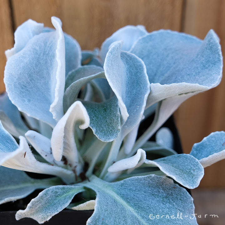angel wings succulent for sale Senecio candicans Angel Wings 1gal – Cornell Farm
