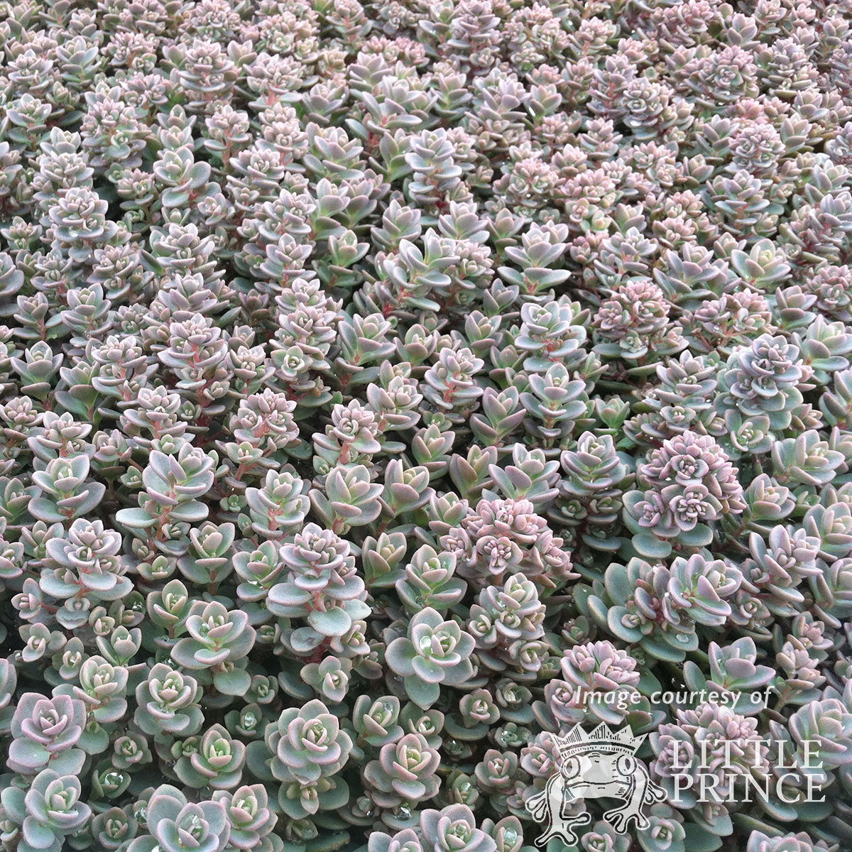 Sedum plur Isle of Sakhalin 4in