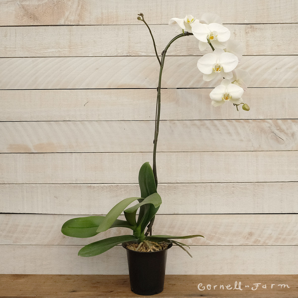 Phalaenopsis 6in White Waterfall Moth Orchid (M168)