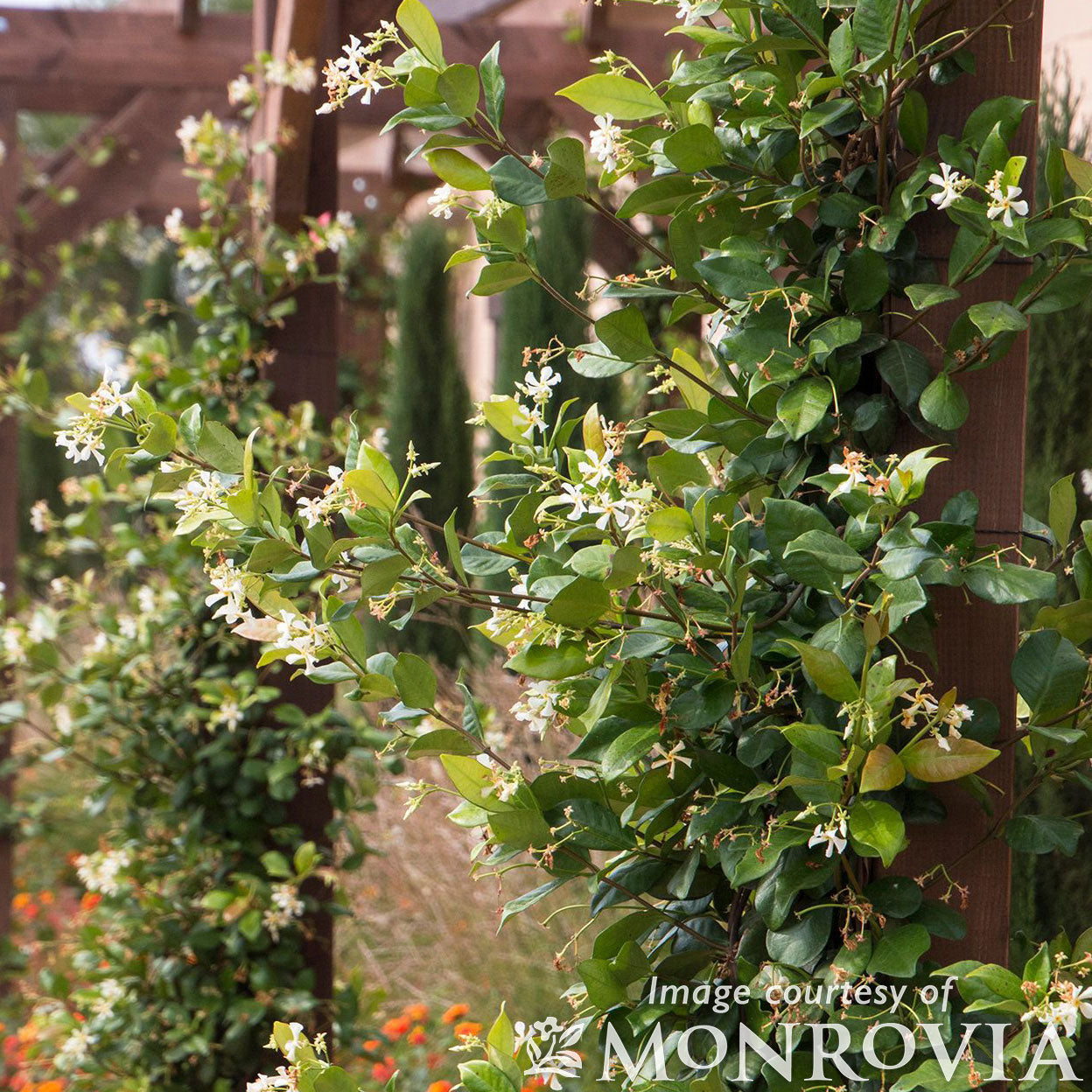 Trachelospermum jas Madison 5gal  ST Star Jasmine