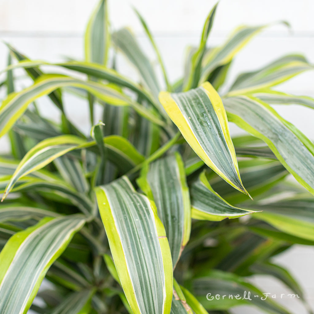 Dracaena deremensis 8in Warneckii Lemon Lime – Cornell Farm