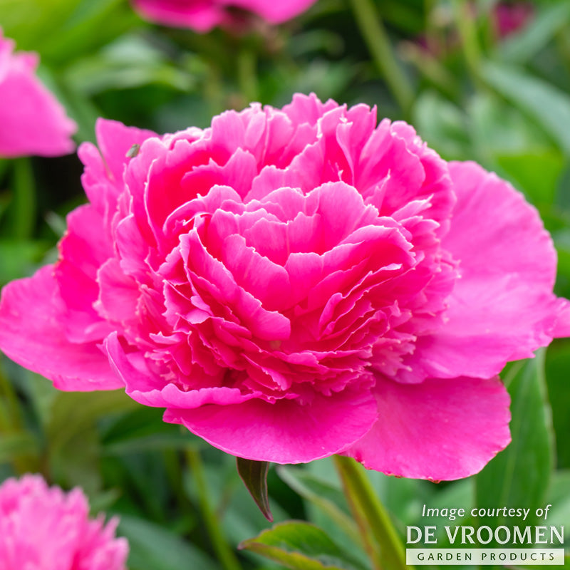 Paeonia Bouquet Perfect 2gal Peony CF