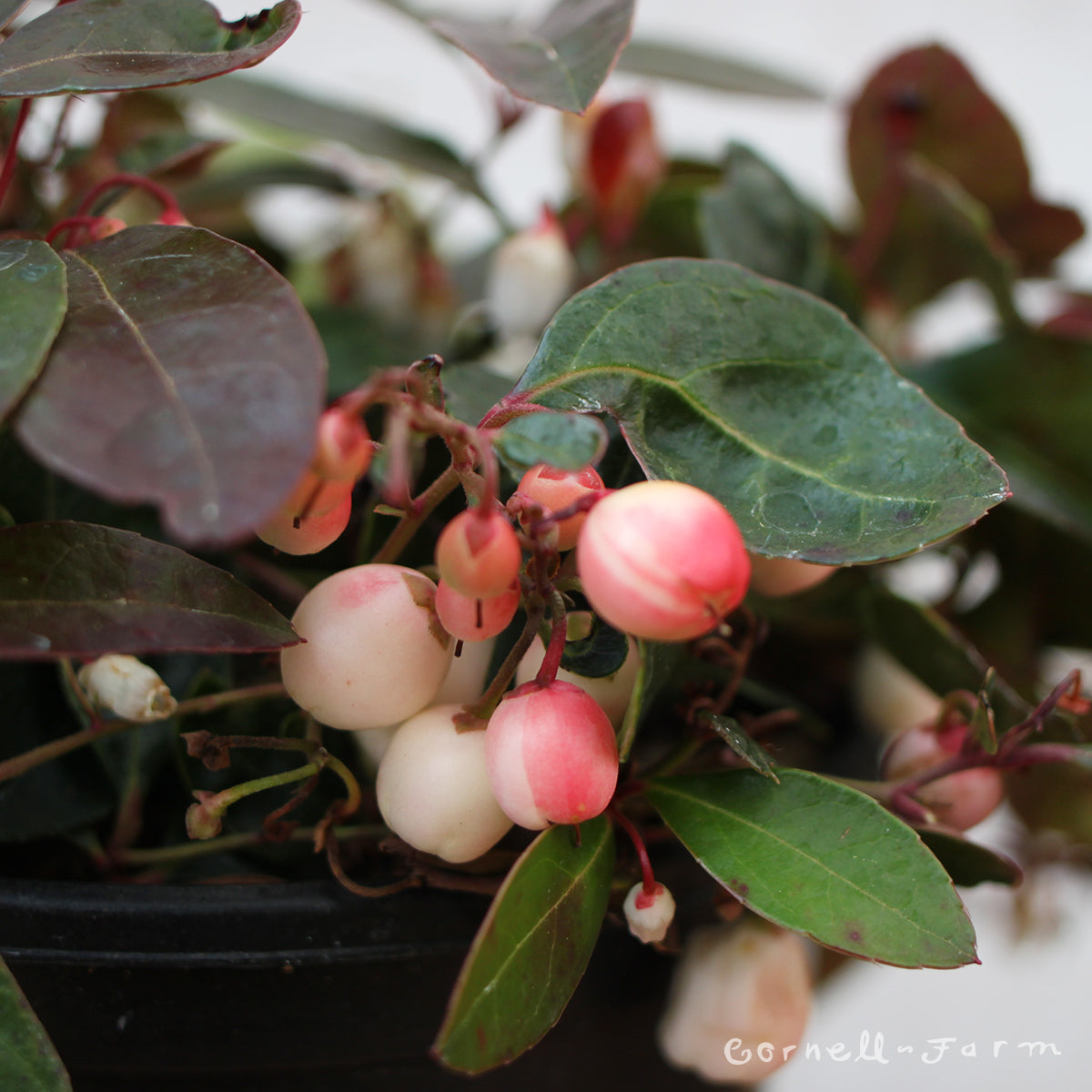 Gaultheria proc. Winter Fiesta Qrt.