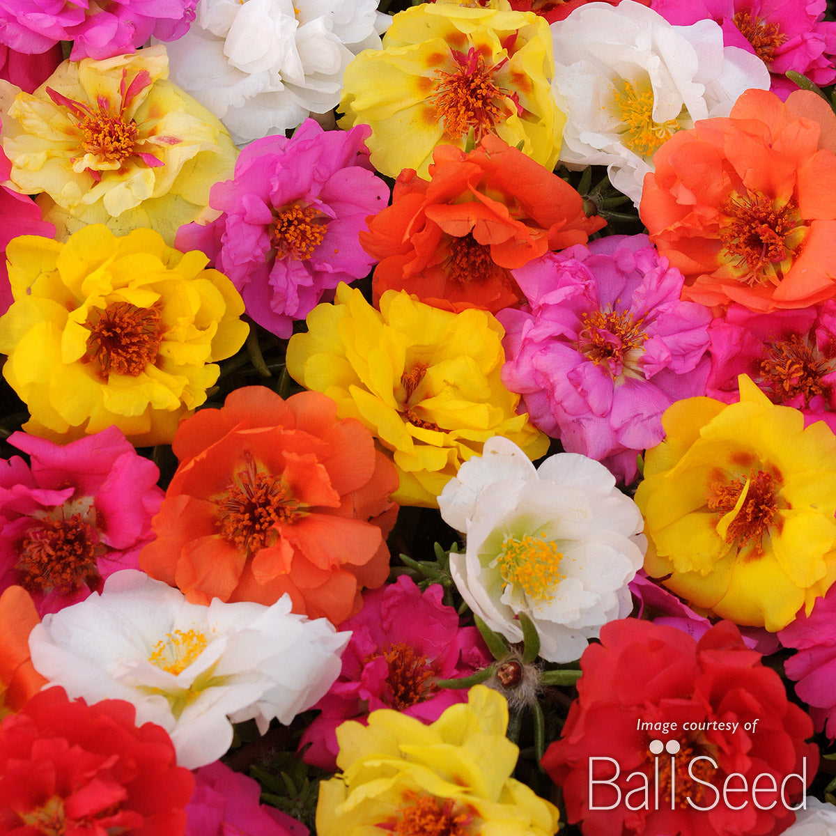 Portulaca Happy Trails Mix 4.25in CF