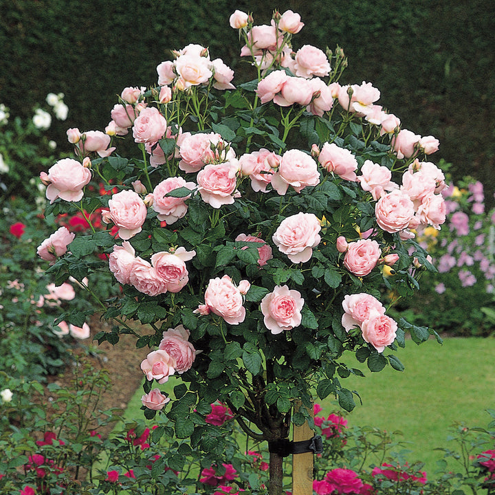 Rose Tree Scepter d'Isle 5gal PT David Austin – Cornell Farm