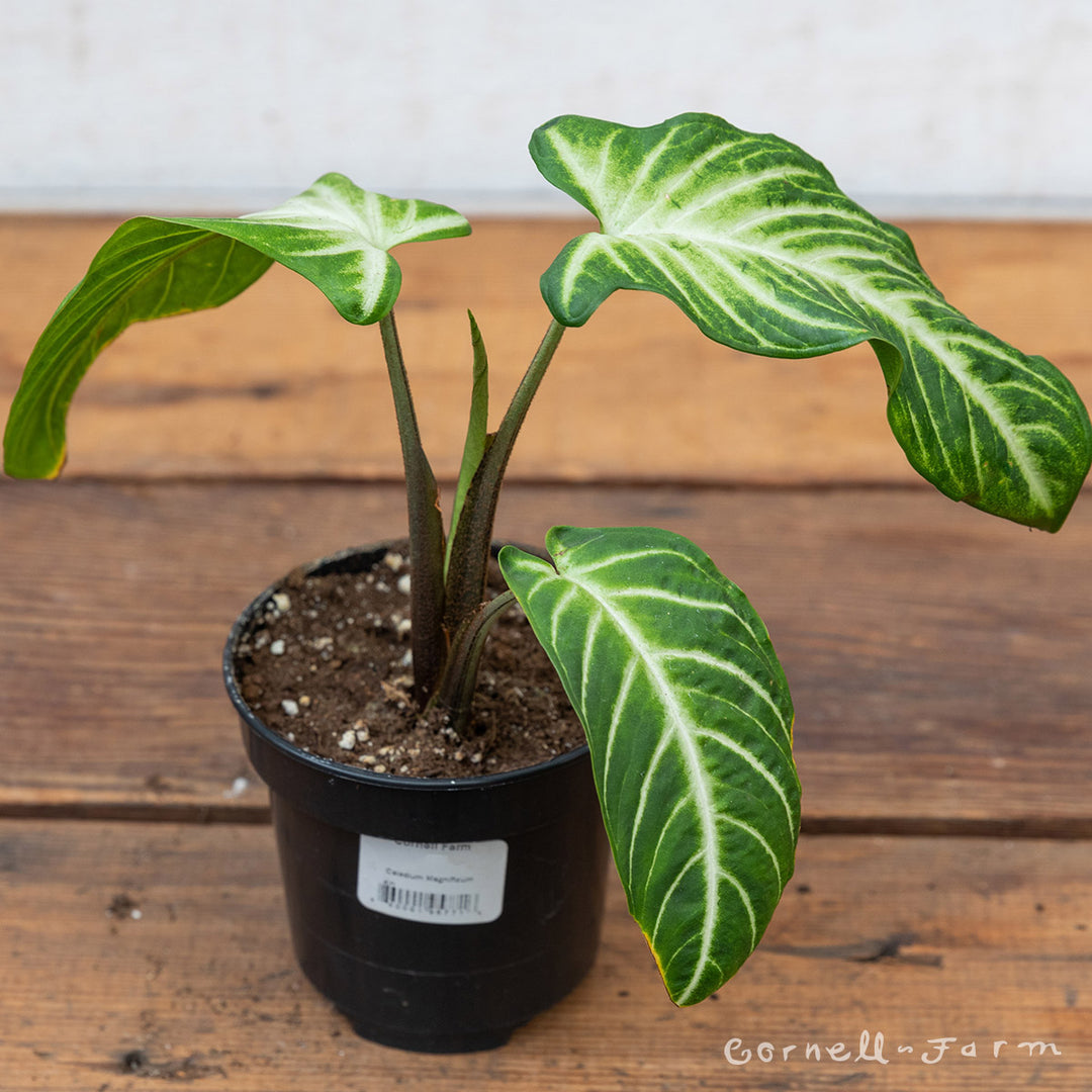 Xanthosoma lindenii 4in Caladium Magnificum