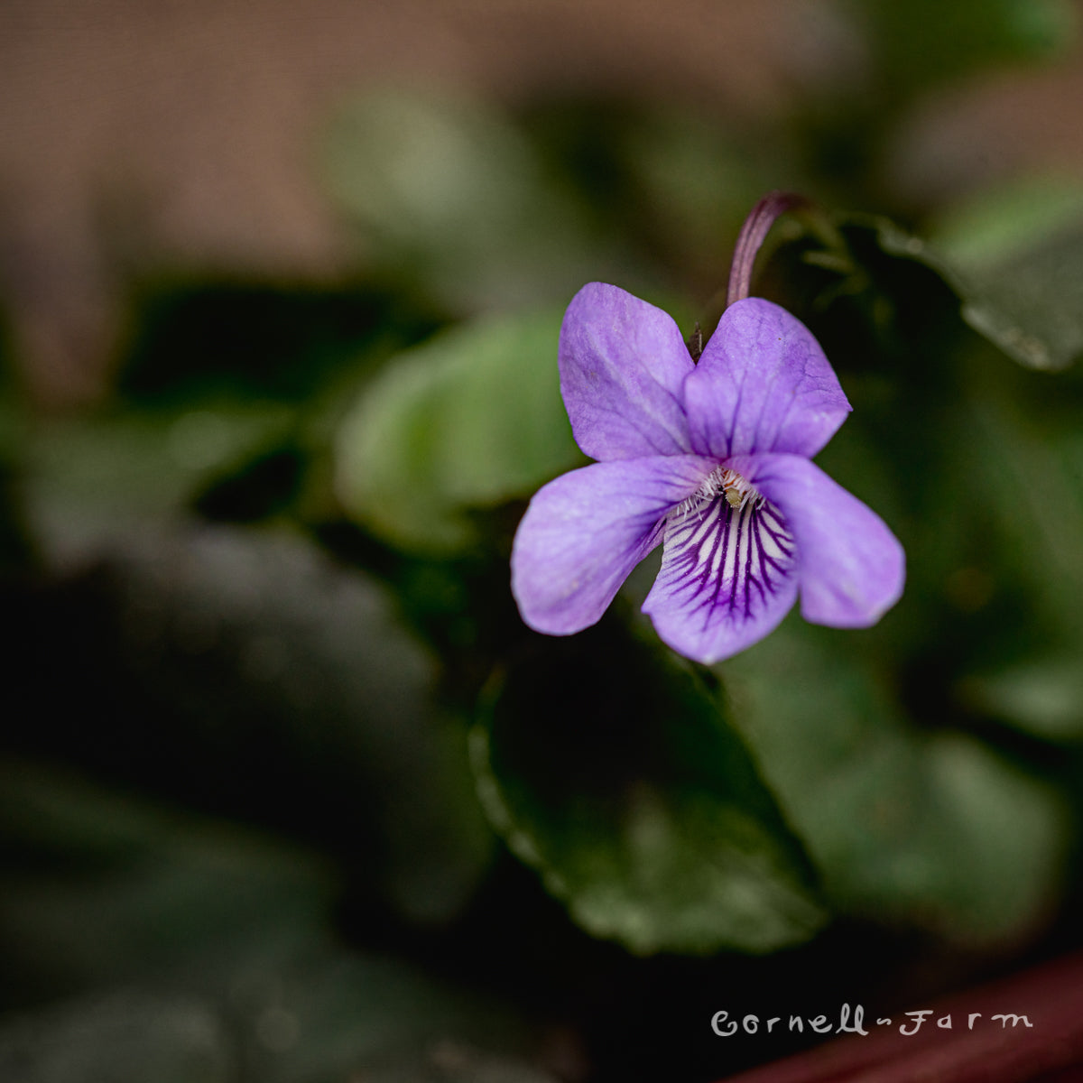 Viola labradorica 1gal Labrador Violet – Cornell Farm