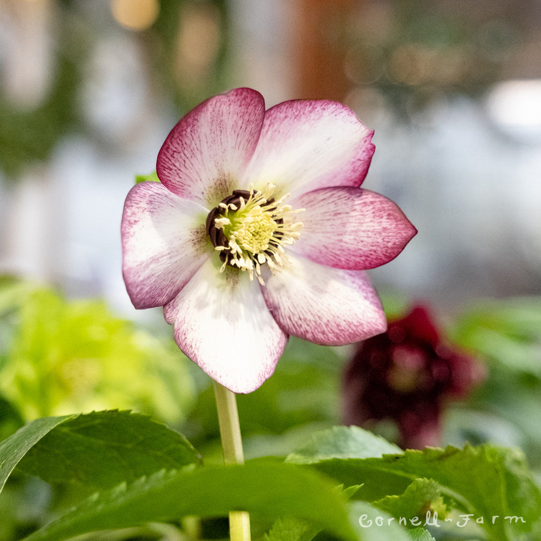 89b6f0b3729d81380c545a1b74ed40