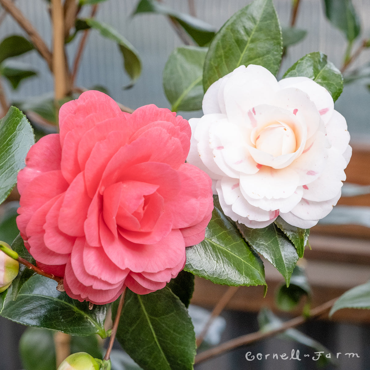 Camellia x j. April Dawn 1gal