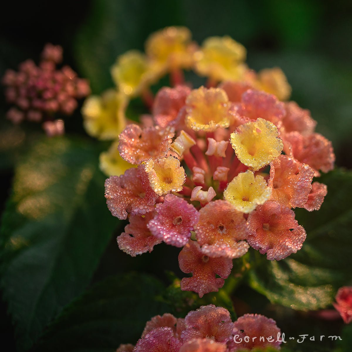 Lantana Bloomify Mango 4.25in CF