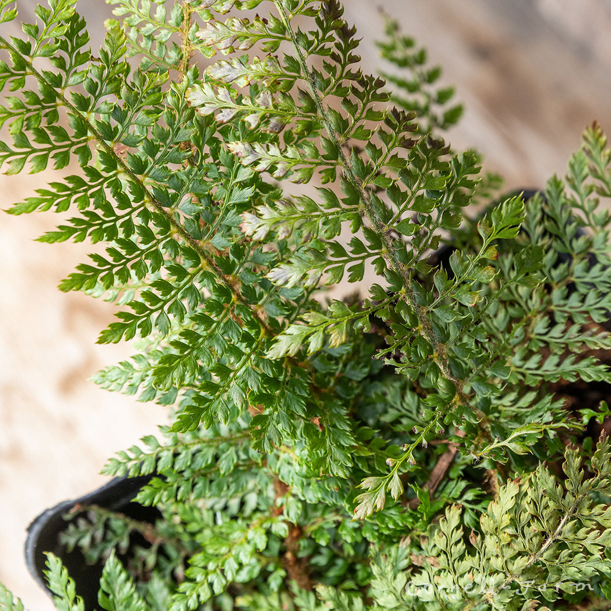 Polystichum setiferum divisilobum 1gal Soft Shield Fern